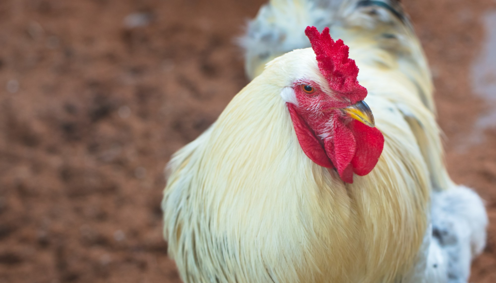 From Farm to Fork: Why Hormone-Free Poultry Matters for Your Family